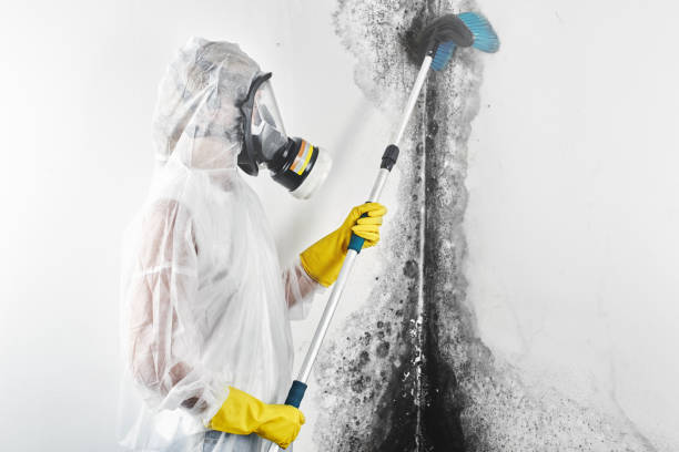 Best Dehumidification Services  in Lakeland, MN