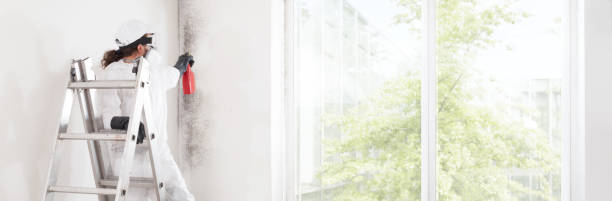  Lakeland, MN Mold Removal Pros